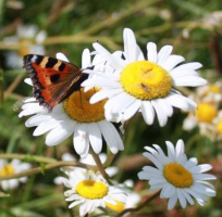 Wild Floweres